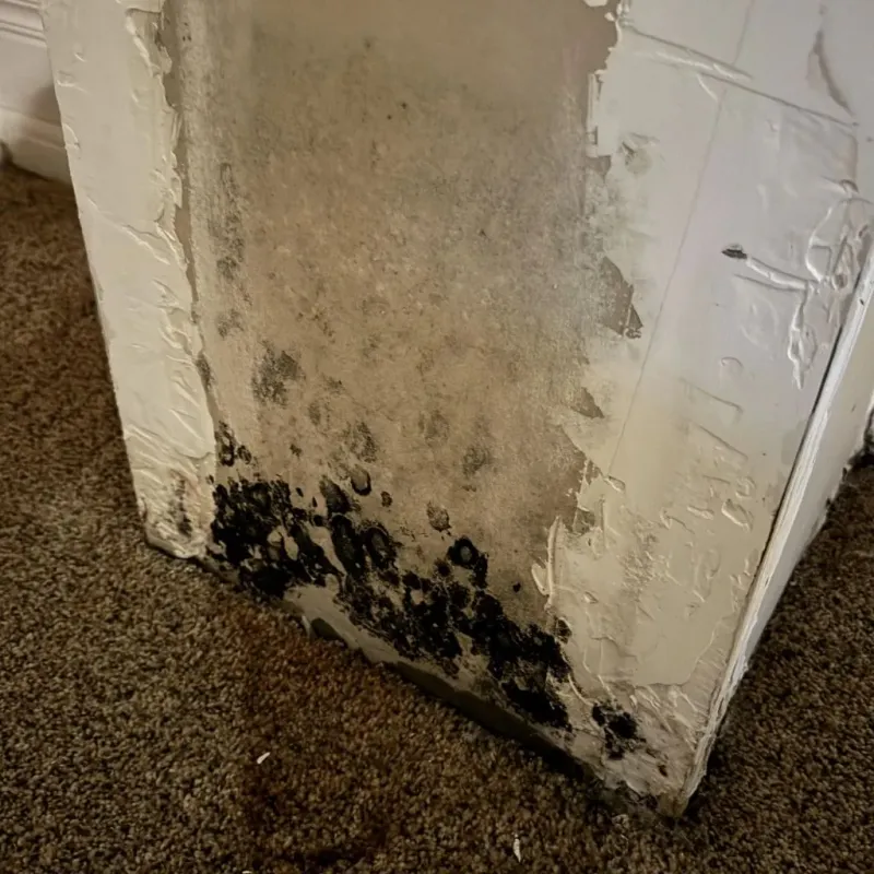 Professional Mold Removal in Del Rio, CA